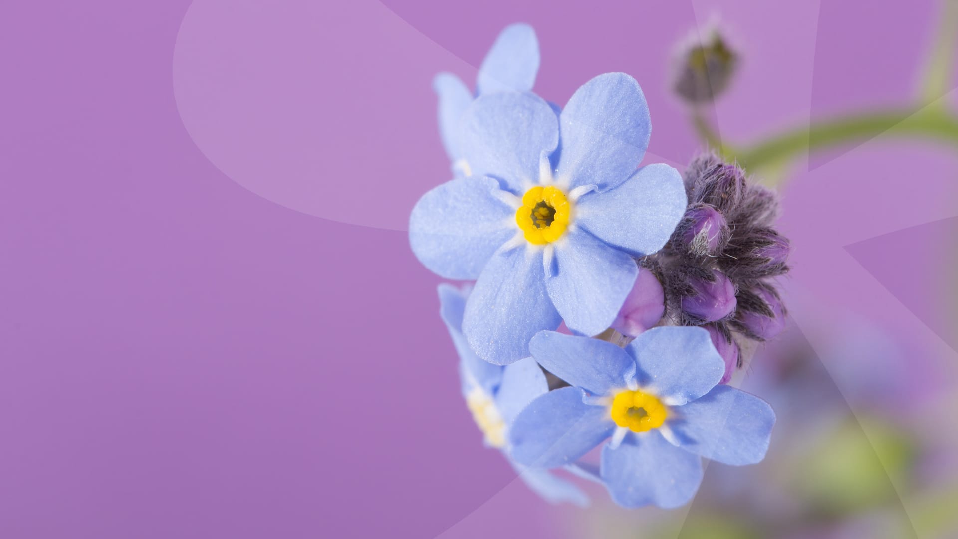 B5620 SPRG May Dementia workshop Web No Text 1920 x 1080